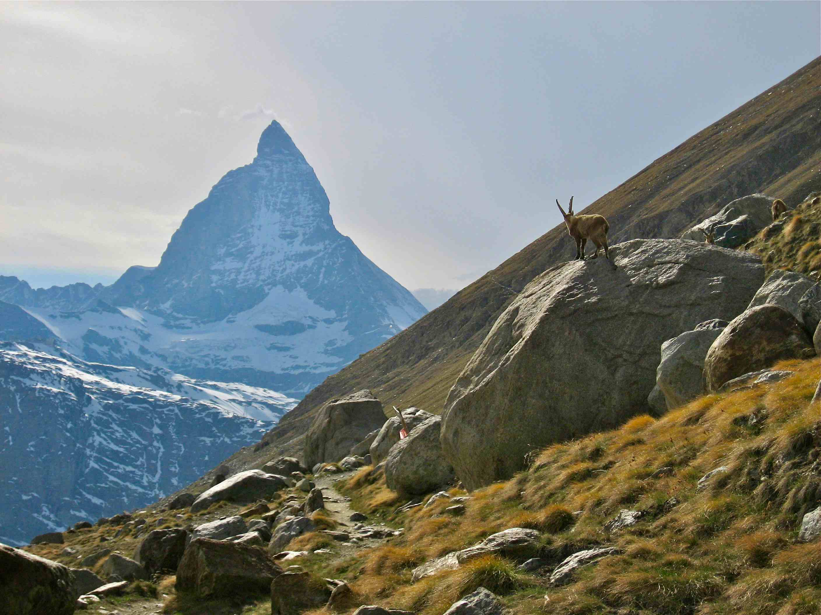 Matterhorn & Steinbock - auf dem Weg zum Rotenboden