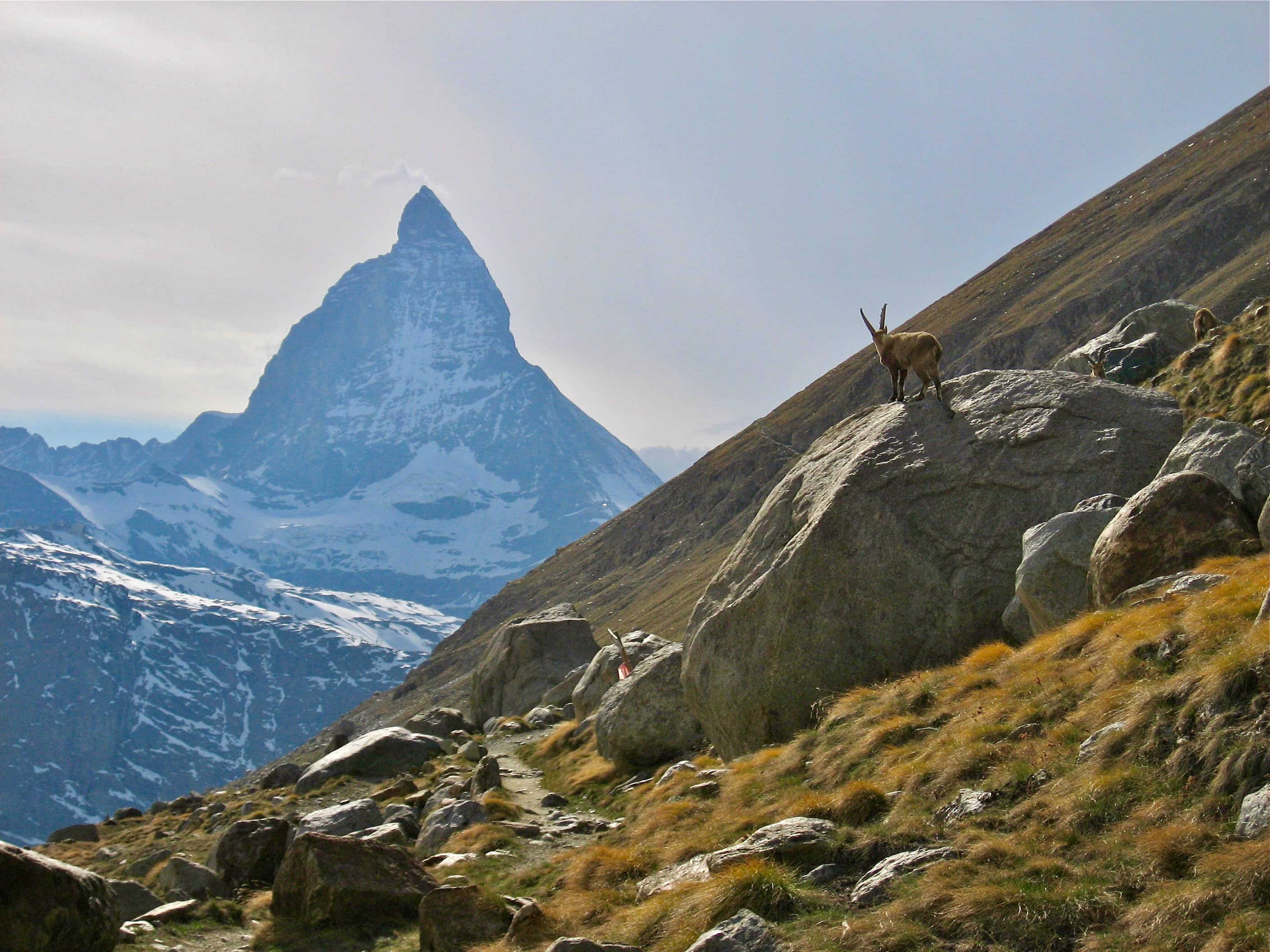 Matterhorn & Steinbock - auf dem Weg zum Rotenboden