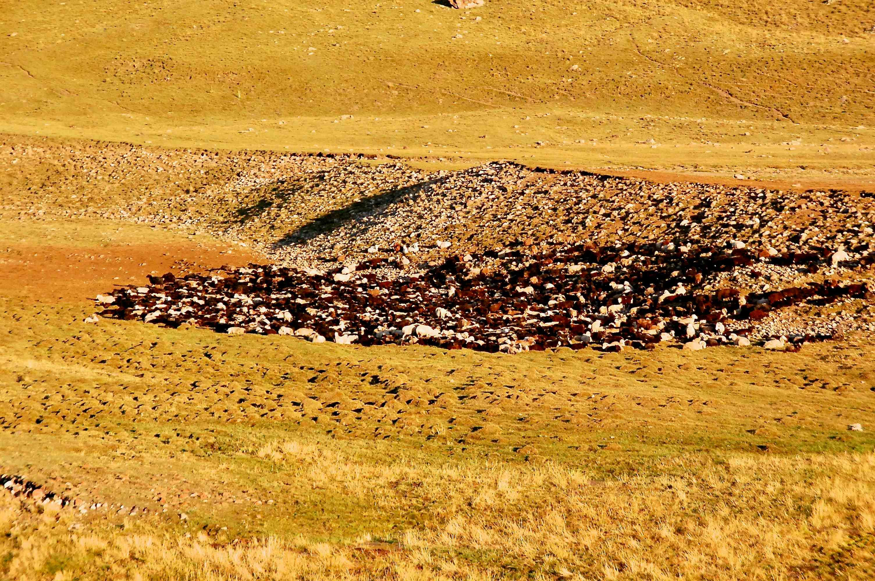 Auf einer Alp unweit des Base Camps übernachtet eine riesige Schafherde. Hier könnte man Schäfchen zählen!
