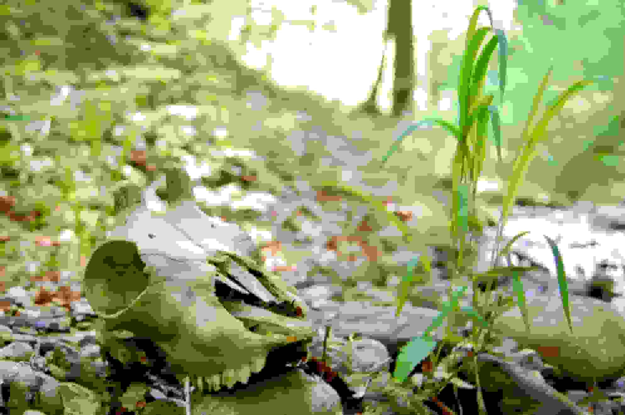 Tödliches Beschtentobel