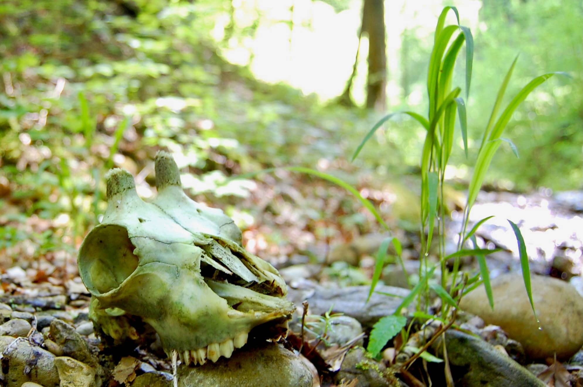 Tödliches Beschtentobel
