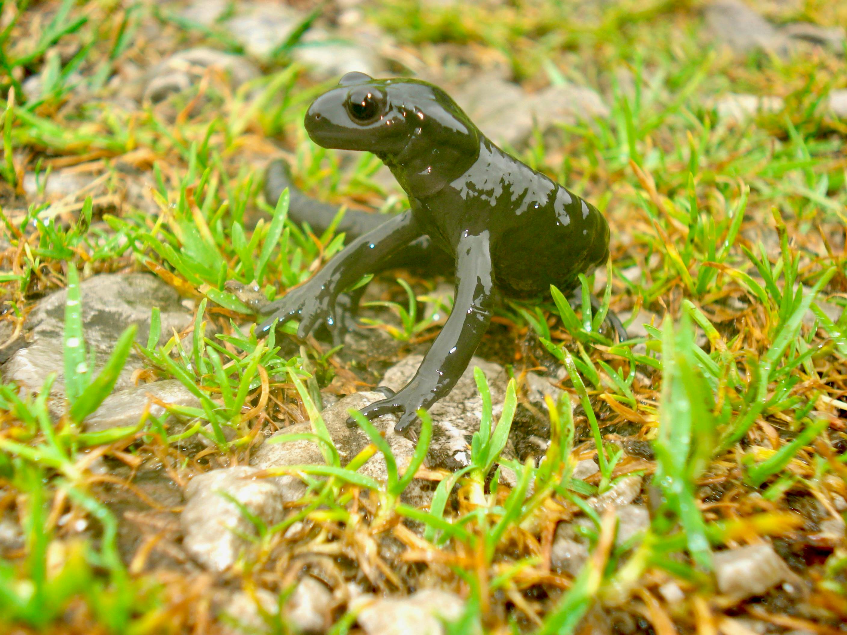 Ein Salamander
