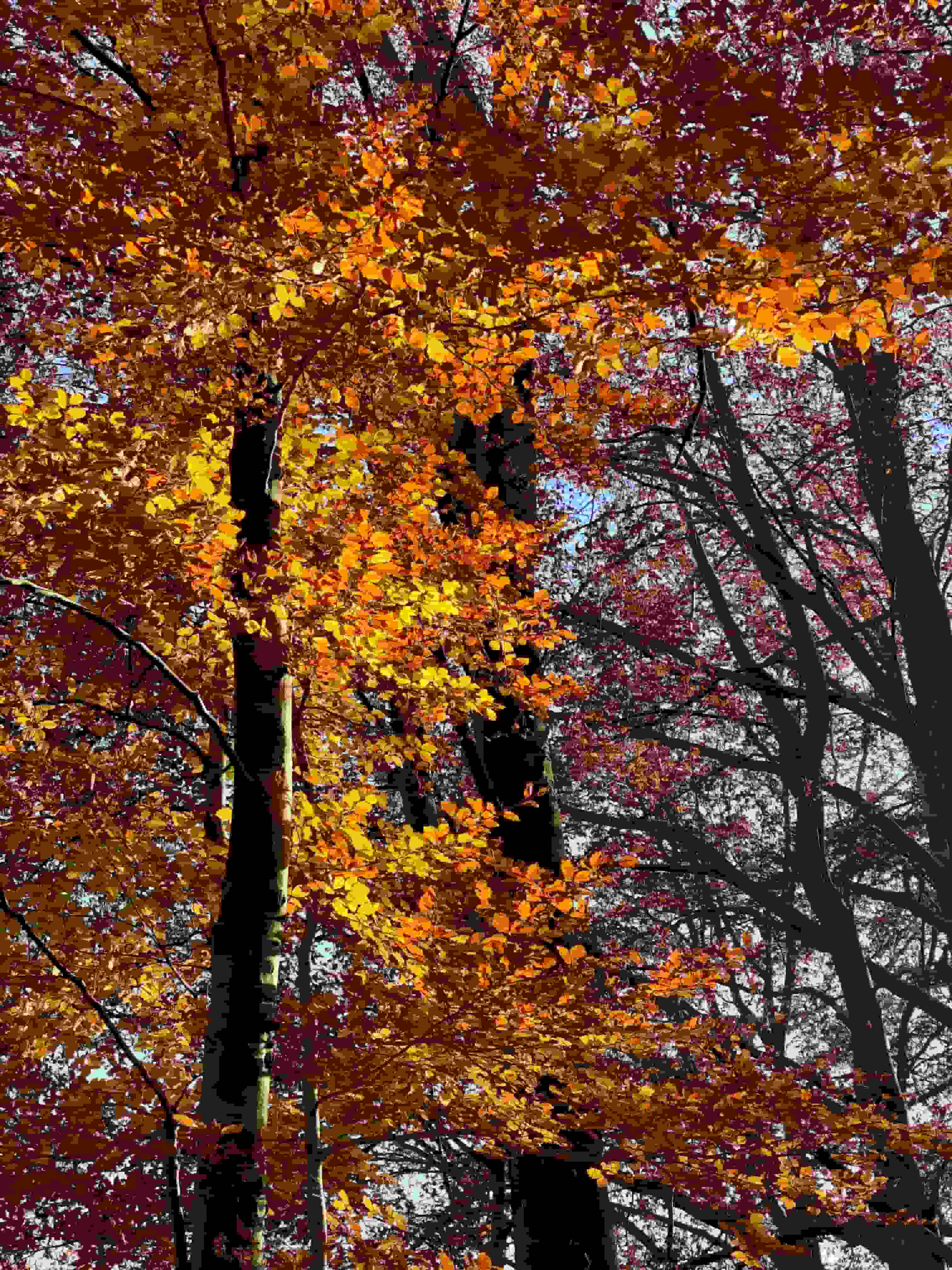 Abstieg durch herbstliche Laubwälder