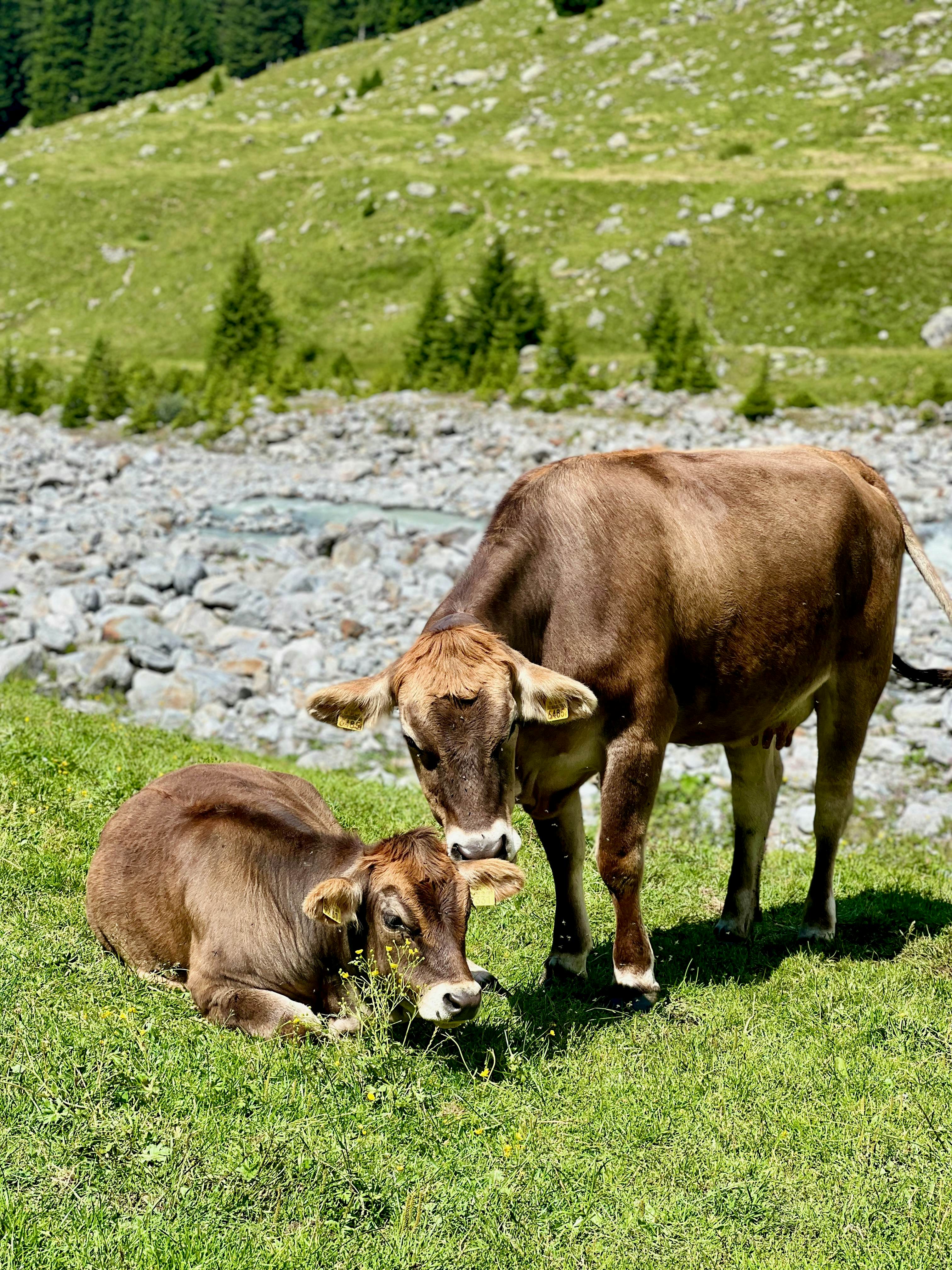 Rinder auf der Alp im Val Plattas